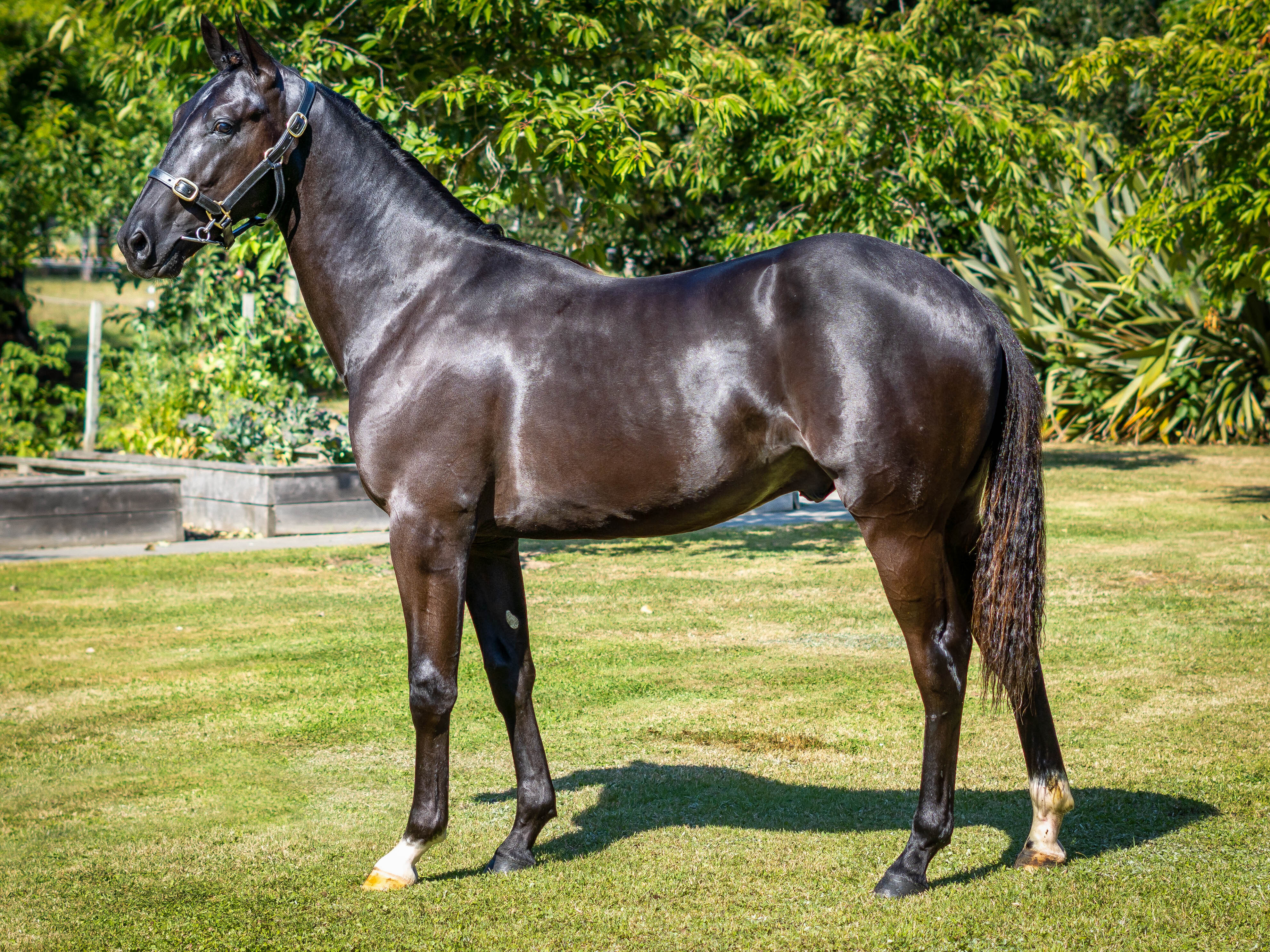 Cooney Island Lou Yearling 